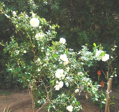 [ruusut valkoiset[4].jpg]