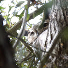 Great Horned Owl