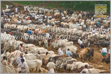 TDY_059_thekkady_DSC0002