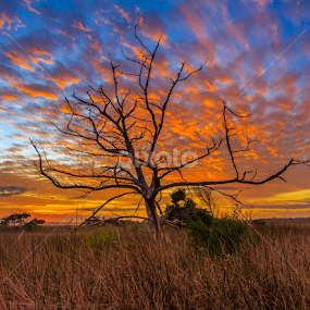Winter tree in Florida by Jason Green - Landscapes Prairies, Meadows & Fields