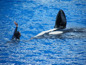 093 - Espectáculo de las orcas.JPG