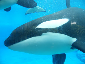 135 - Orcas.JPG