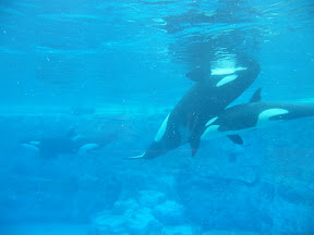 149 - Orcas.JPG