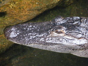 260 - Alligator.JPG