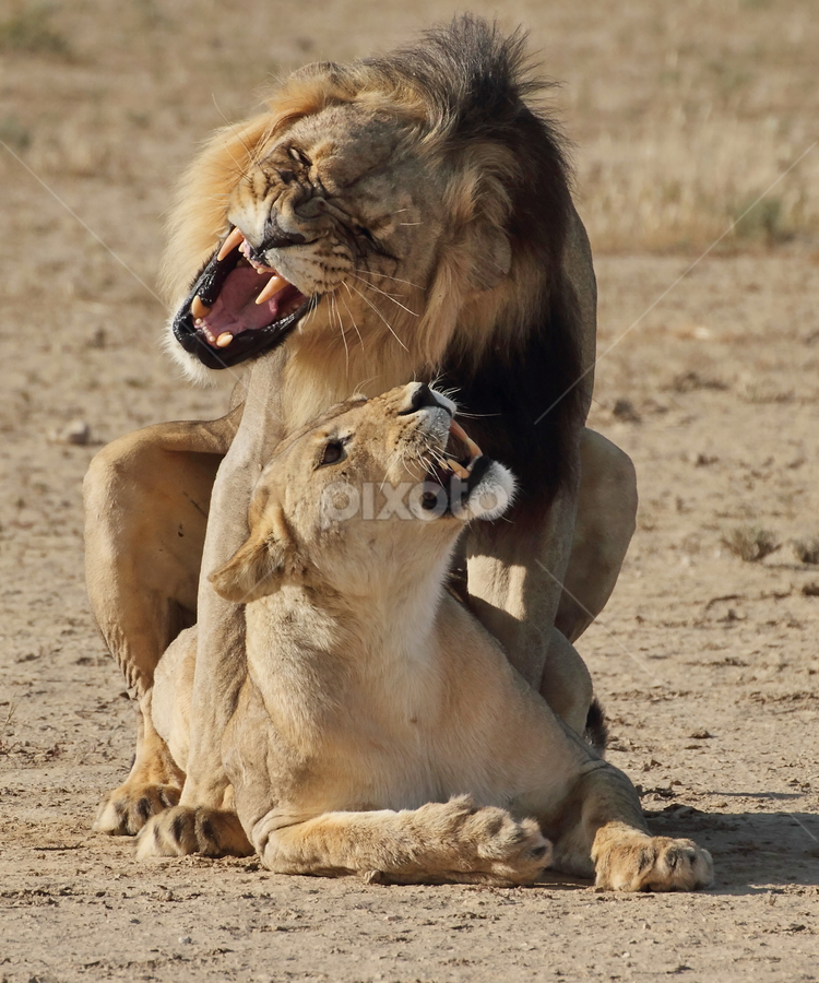 Mating Lions | Lions, Tigers & Big Cats | Animals | Pixoto