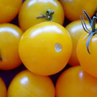 Yellow_tomatoes.jpg