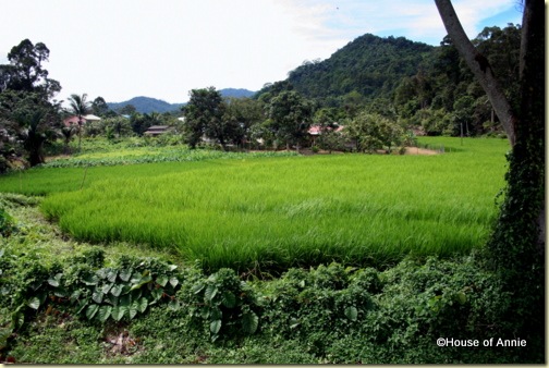 rice field outside serian