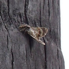 Gray Wall Jumper (Female)