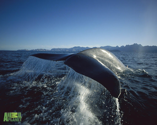 (Blue Whale (Balaenoptera musculus), raising fluke for deep dive, Sea )