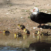 Domestic Muscovy Duck and Ducklings