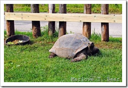 tn_2010-07-20 NEW Zoo (16)_edited-1