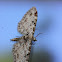Brown-shaded Gray Moth