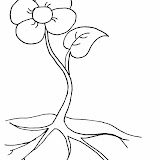 Flores5.jpg