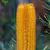 Giant Candles Banksia