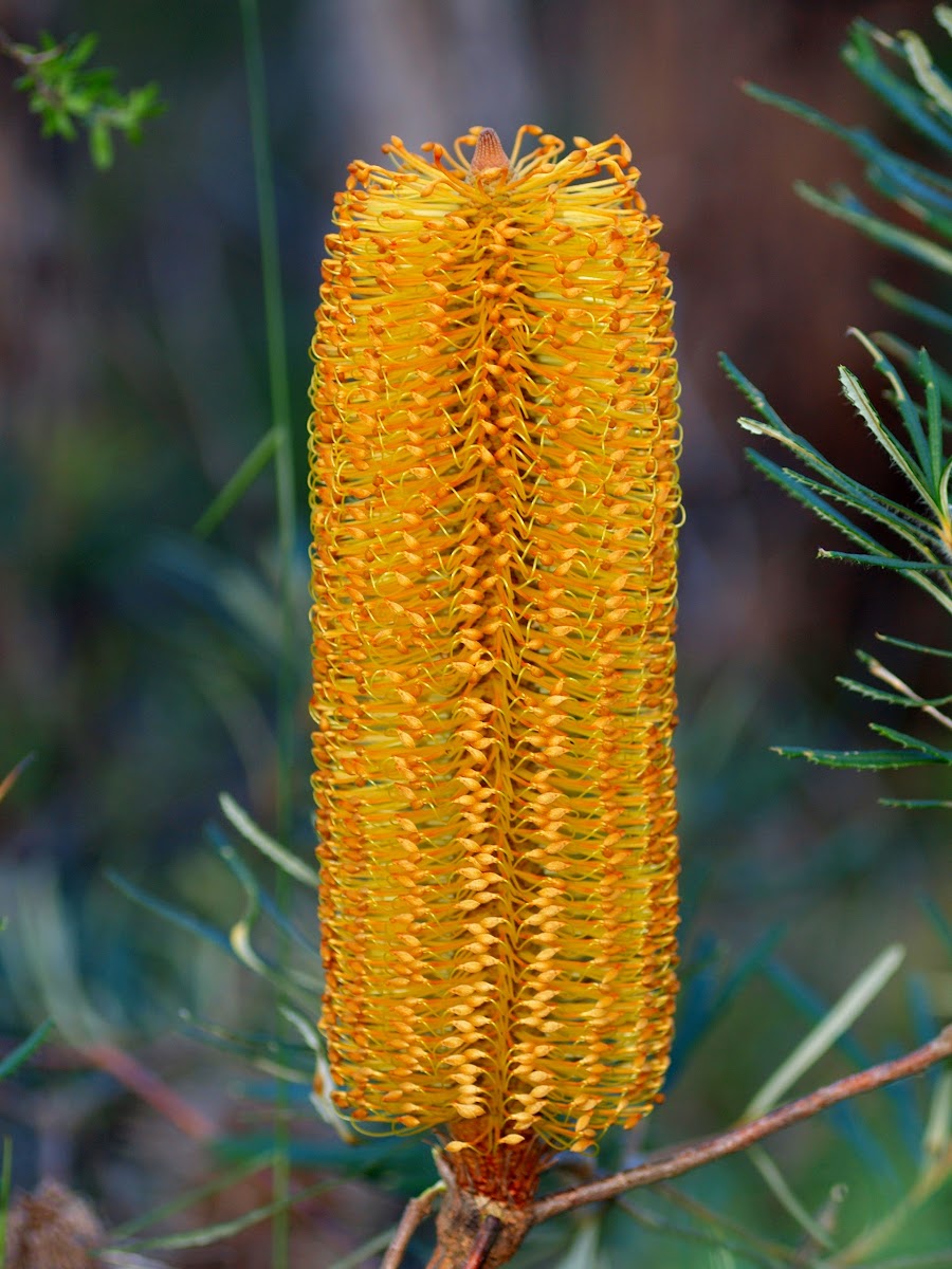 Giant Candles Banksia