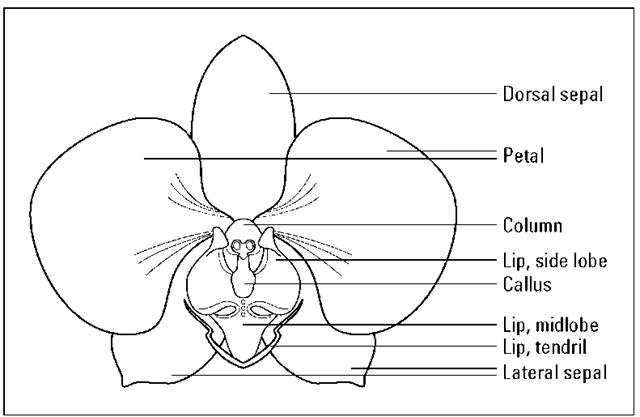 Orchid Flower Diagram