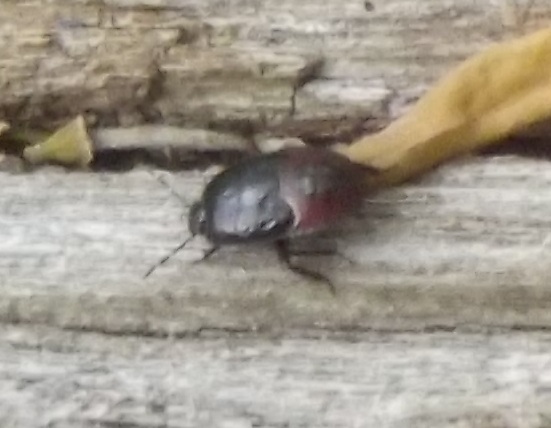 Pentatomid bug