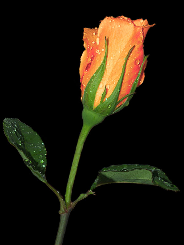 530704494_e2df9d7132_o.jpg