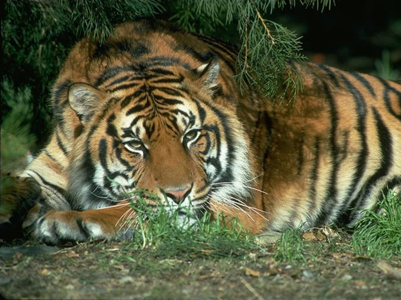 tigres_144.jpg