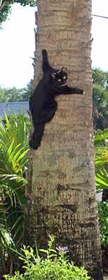 moggie cat climbing a tree in Florida
