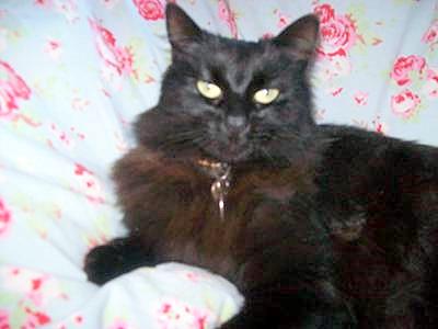 Possible Tiffany Cat