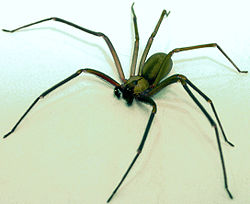 Brown recluse spider