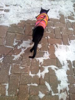 Monty in the snow with his coat - Photo Ruth