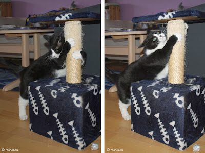cat scratching post and cat