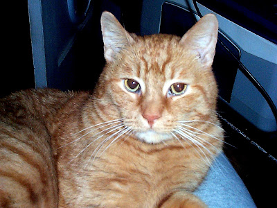 Zep a feral or stray cat now domesticated and living with Bob - photo by Bob