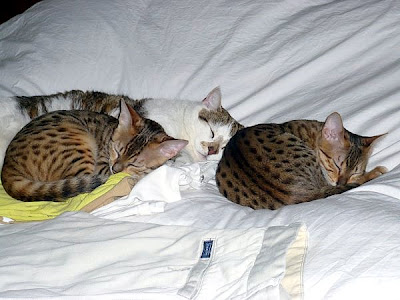 two Egyptian Mau cats and a friend