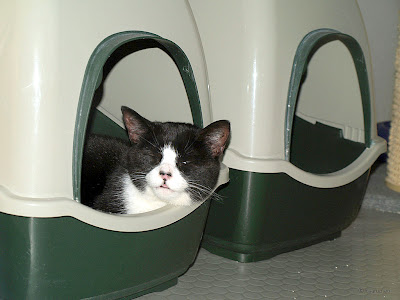 cat in cat litter box