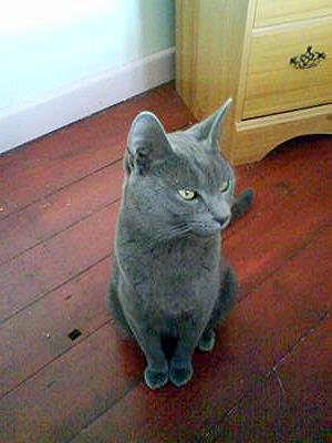 grey cat that looks like a Russian Blue or Korat
