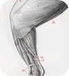 hind leg muscles of a cat