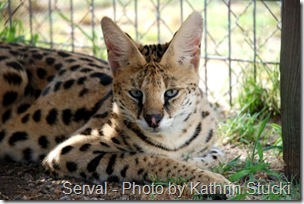 serval