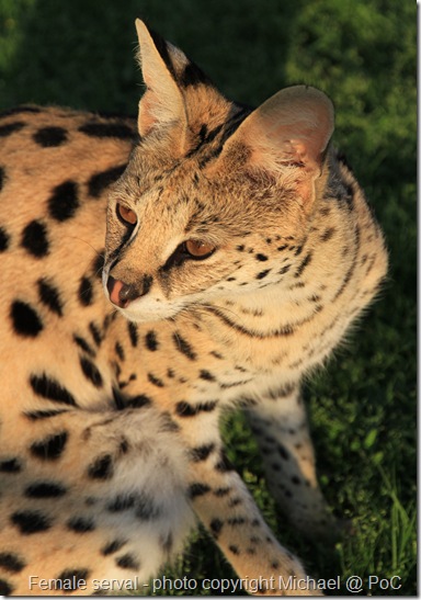 female African serval cat Serena