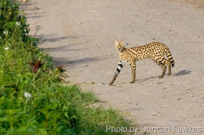 [serval-tanzania-africa[8].jpg]