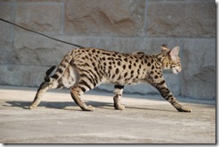 kathrin-stucki-photos-f2-savannah-cat-2