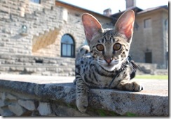 kathrin-stucki-photos-f2-savannah-cat-6