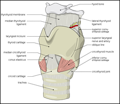 larynx