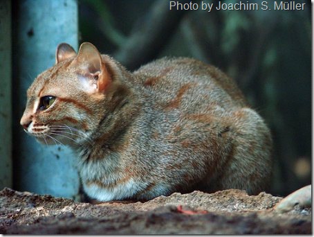 rusty-spotted-cat-1_thumb%5B7%5D.jpg
