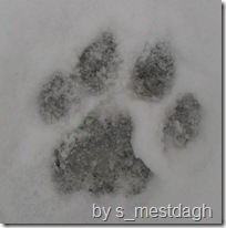 mountain lion tracks 6