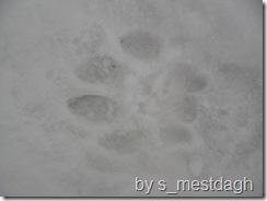 mountain lion tracks 7