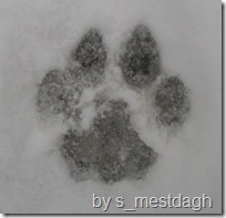 mountain lion tracks 8