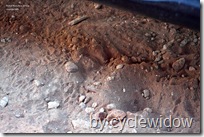 mountain lion paw print