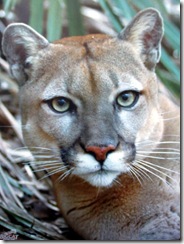 Hal rescued puma big cat rescue sponsorship program