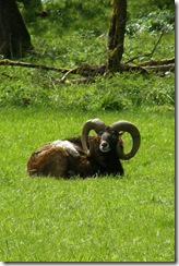argali sheep