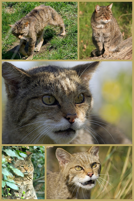 Scottish wild cat collage