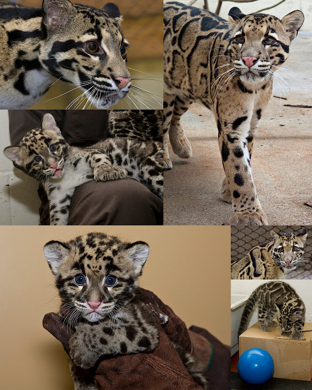 clouded leopard picasweb collage