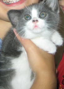mixed breed tabby and white cat