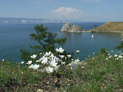 Where pallas's cat lives - On the edges of Lake Baikal